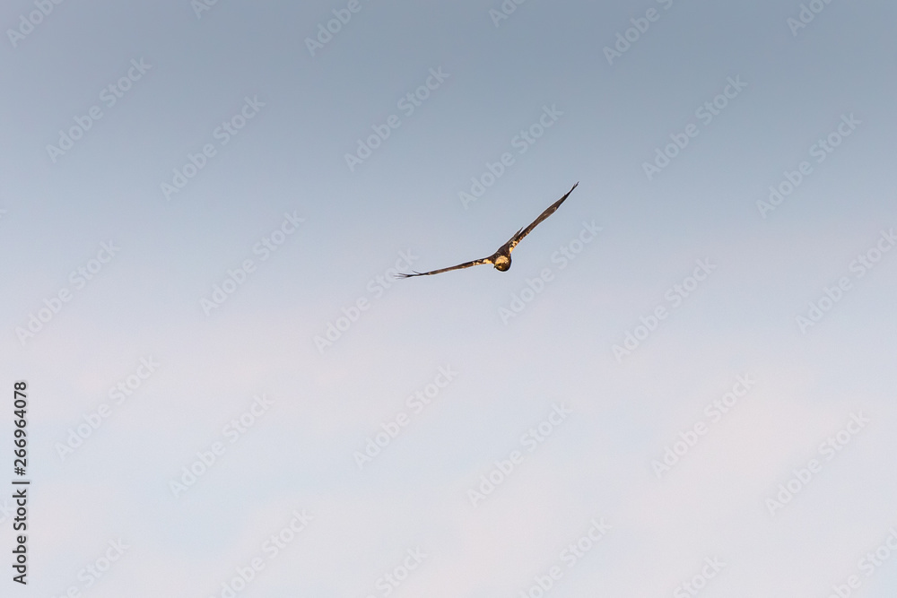 Female western marsh harrier flying in the blue sky, in Lake Ismarida, Rodopi, Greece Female western marsh harrier flying in the blue sky, in Lake Ismarida, Rodopi, Greece
