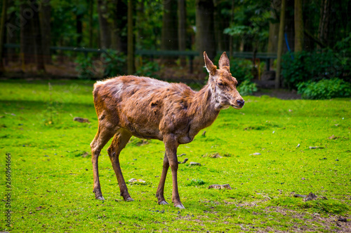 Fototapeta Naklejka Na Ścianę i Meble -  deers in the wild