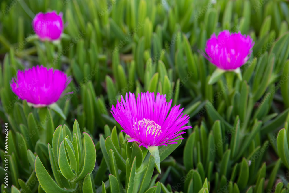 Obraz premium Carpobrotus acinaciformis succulent plant known by the common name sea fig blooming in the Kiparissi Lakonias, Peloponnese, Greece in spring.