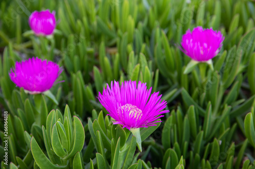 Carpobrotus acinaciformis succulent plant known by the common name sea fig blooming in the Kiparissi Lakonias, Peloponnese, Greece in spring.