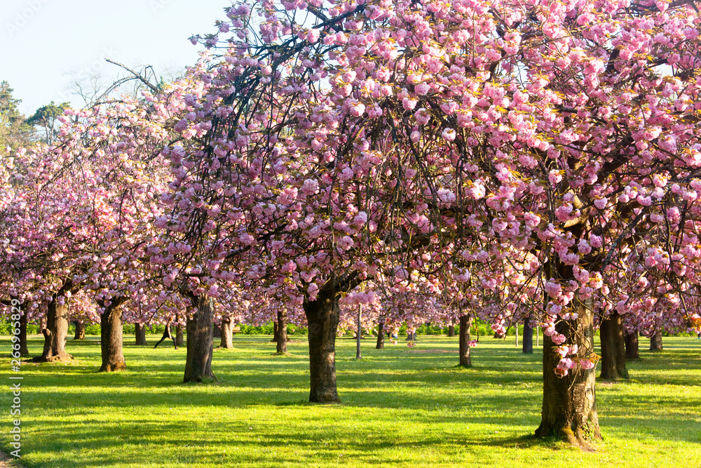 Fototapeta premium Alley with cherry blossoms in the park. 20 April, 2019. Paris, France