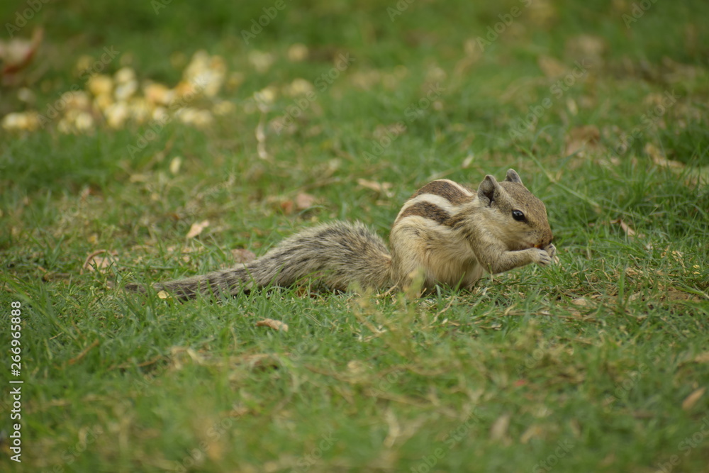 squirrel in the park