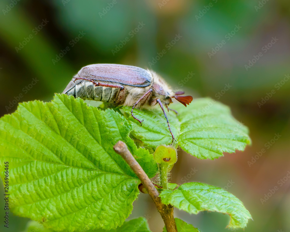 Cockchafer with fluffy mustache sitting on leaf of a tree