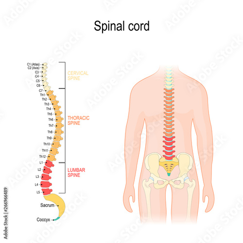 Spinal cord. sections of vertebral column: cervical, thoracic, and lumber spine, sacrum and coccyx.