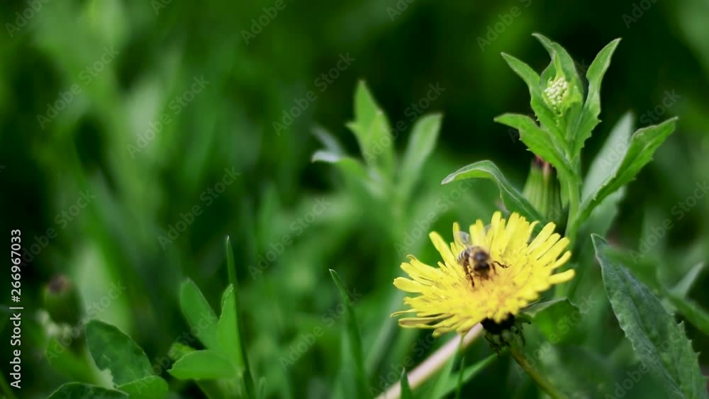 Handheld closeup shot of a honey bee collecting pollen from dandelion flower. Bee Collects Nectar On Dandelion Handheld closeup shot of a honey bee collecting pollen from dandelion flower. Bee Collects Nectar On Dandelion