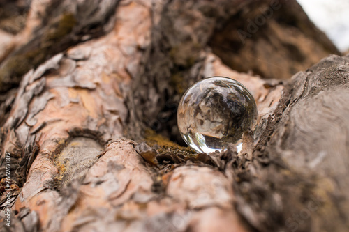 on the strong roots of pine there is a transparent glass ball in it reflects the roots of the tree and green foliage