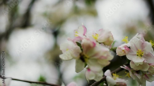 Wallpaper Mural Bee collecting pollen from flowers in apple tree Torontodigital.ca