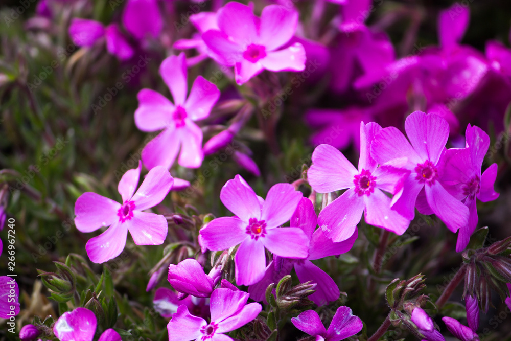 purple flowers in the garden purple flowers in the garden
