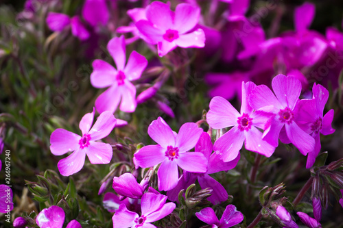 purple flowers in the garden