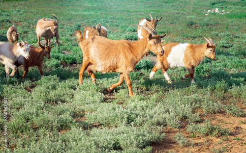 herd of goats in the meadow in summer