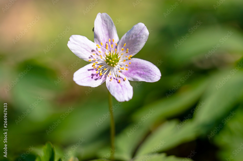 grove wind flower in the green season forest grove wind flower in the green season forest
