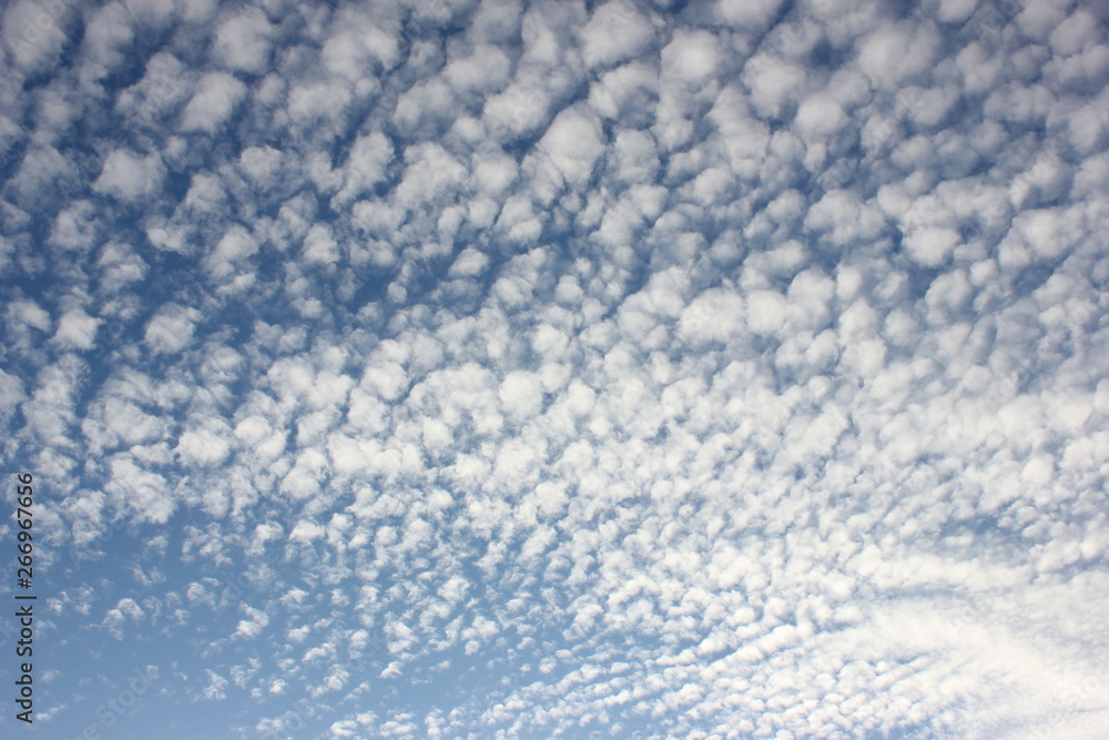 Cotton-wool or mackerel clouds on blue sky.  