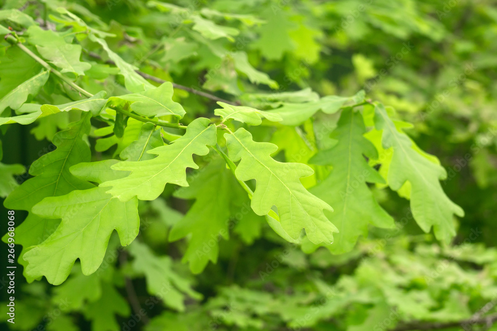 green oak leaves selective focus green oak leaves selective focus