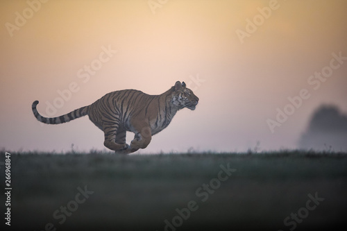 Fototapeta Naklejka Na Ścianę i Meble -  Running siberian tiger in sunrise. Tiger profil in agressive run with orange sky in background. Panthera tigris altaica.