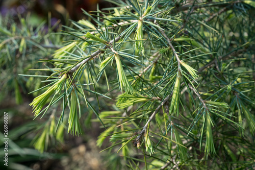 Young shoots of Deodar Cedar (Cedrus deodara), also known as himalayan cedar, in spring. 