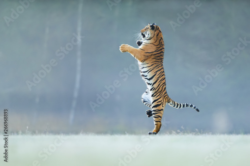 Wall Mural Tiger standing on back paws