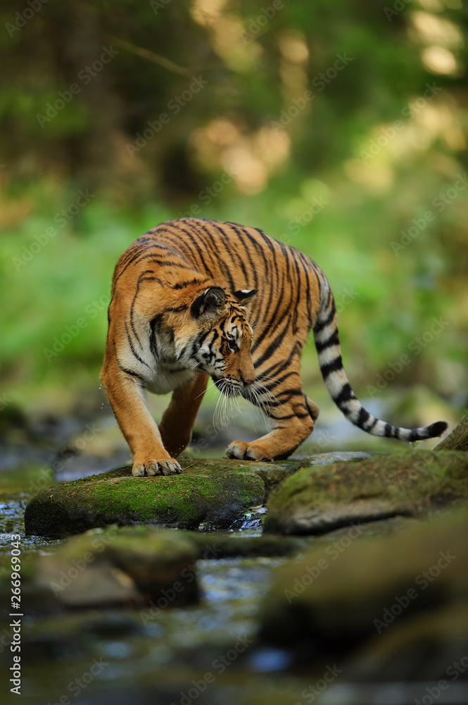 Siberian tiger on the stone close to river. Siberian tiger, Panthera tigris altaica Siberian tiger on the stone close to river. Siberian tiger, Panthera tigris altaica