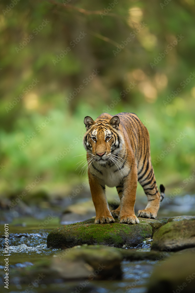 Obraz premium Siberian tiger on the stone next to forest stream. Panthera tigris altaica