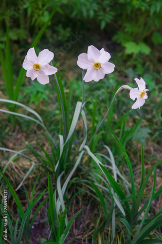 Beautiful white daffodils in early spring in a flower bed in the garden. © lizaveta25