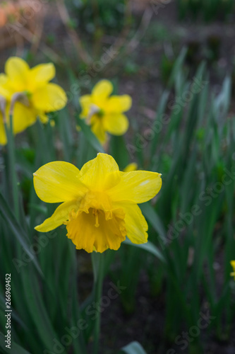 Fototapeta Naklejka Na Ścianę i Meble -  Beautiful yellow daffodils in early spring in a flower bed in the garden.