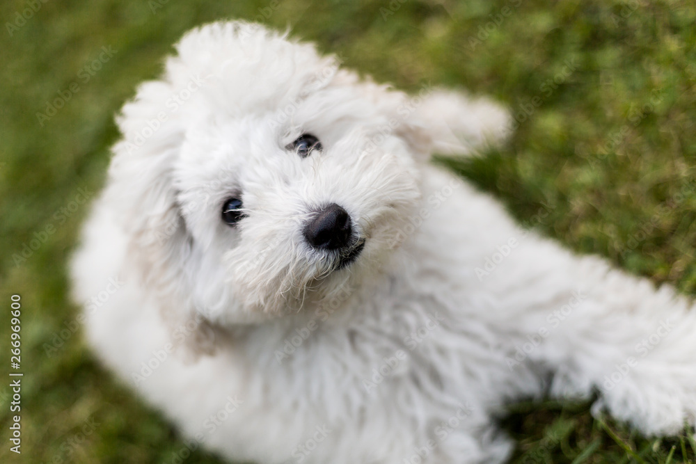 Portrait of a white Poodle puppy Portrait of a white Poodle puppy