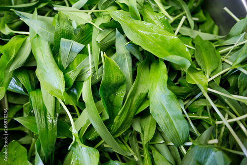 Bilde på lerret Wild garlic
