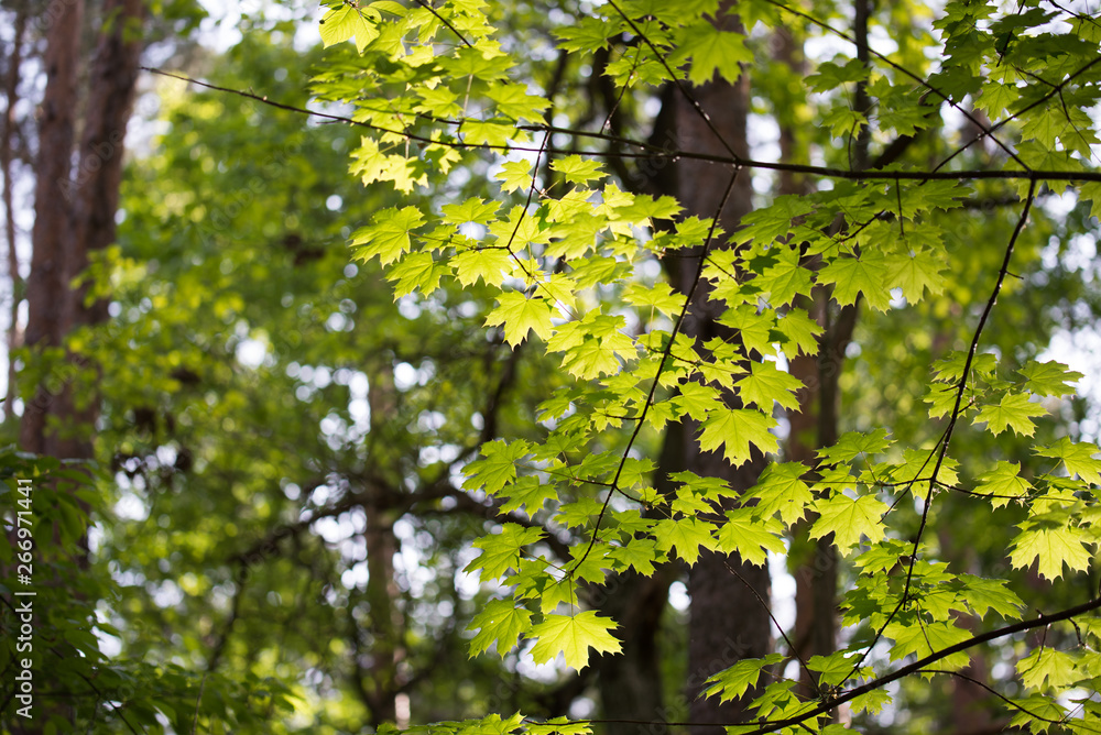 maple tree spring leaves on twig maple tree spring leaves on twig