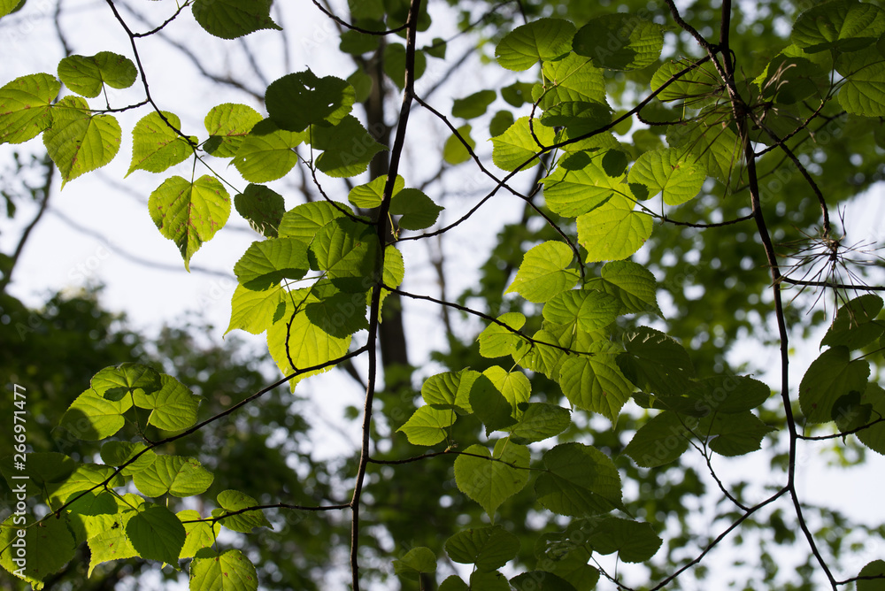 hazel tree spring leaves on twig