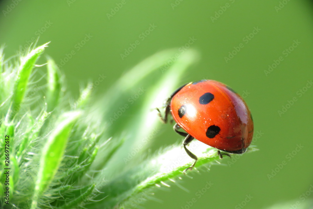 Ladybug on green leaf and green background Ladybug on green leaf and green background