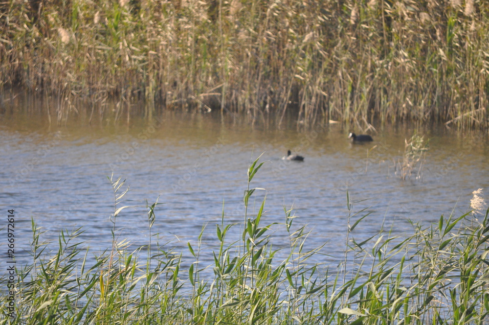 Fototapeta premium The beautiful natural Wetland Limassol Salt Lake landscape in Cyprus