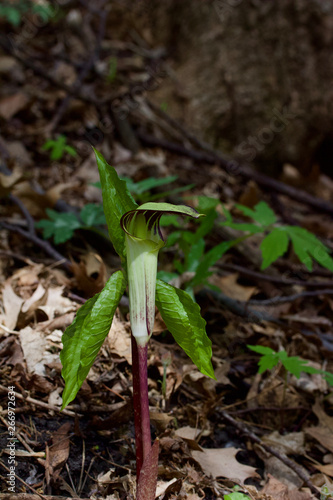 Macro view of an attractive jack-in-the-pulpit wildflower blooming in its native woodland forest habitat