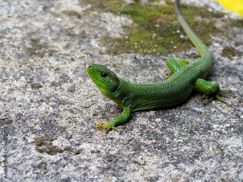 Balkan green lizard, Lacerta trilineata photo