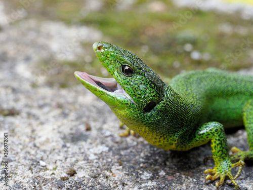 Balkan green lizard, Lacerta trilineata