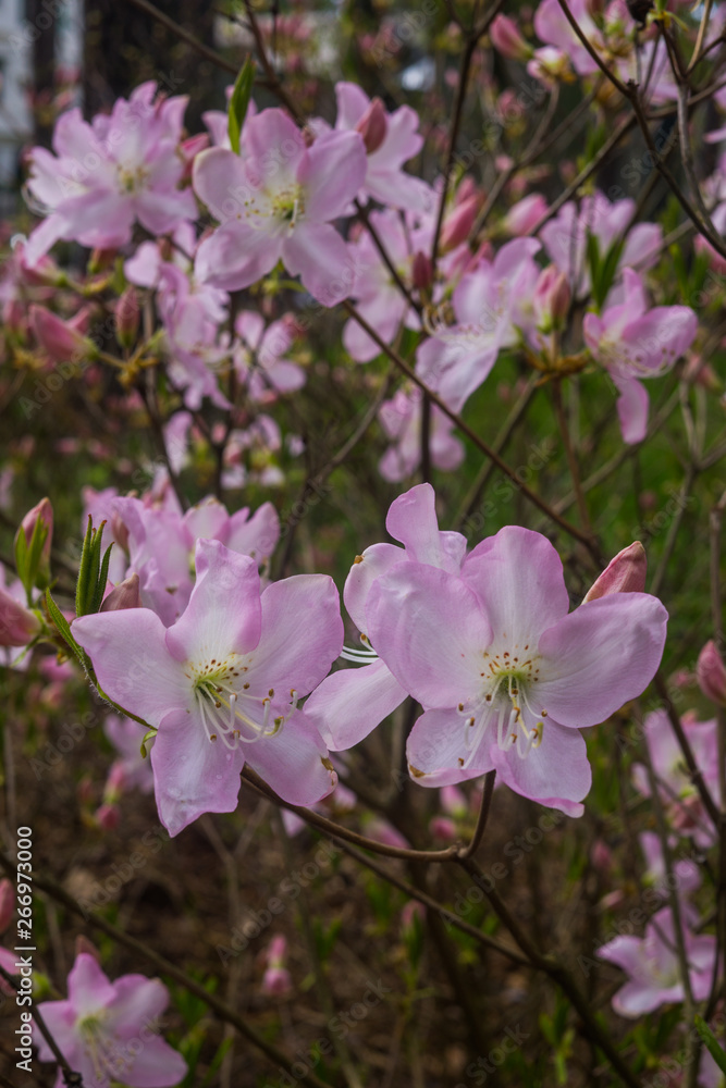 The first spring flowers of pink rhododendrons. Early spring. The first spring flowers of pink rhododendrons. Early spring.