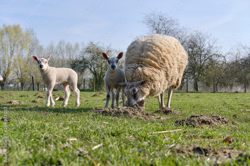 Naklejka premium Sheep, lamb