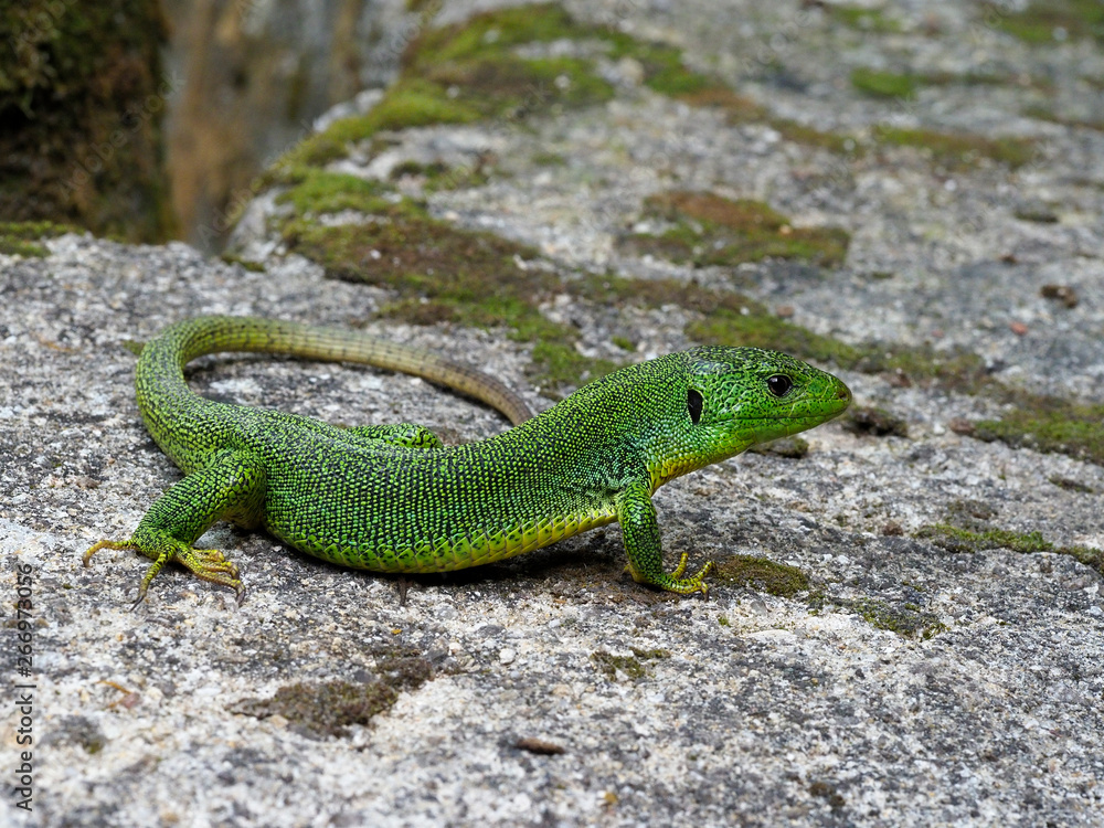 Balkan green lizard, Lacerta trilineata