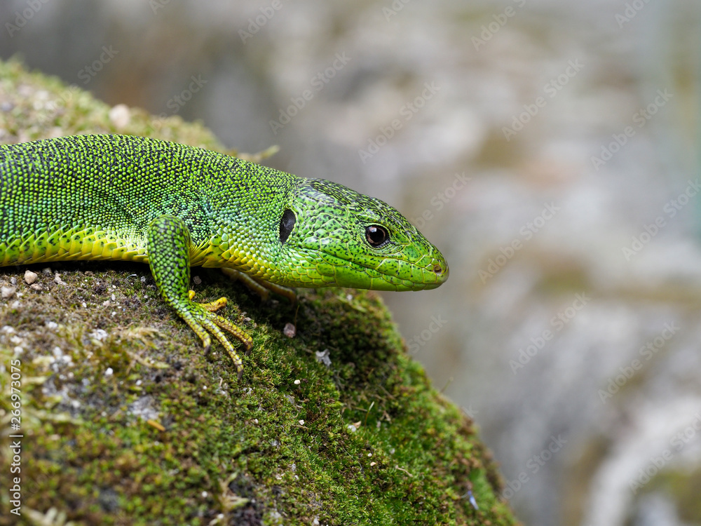 Balkan green lizard, Lacerta trilineata Balkan green lizard, Lacerta trilineata
