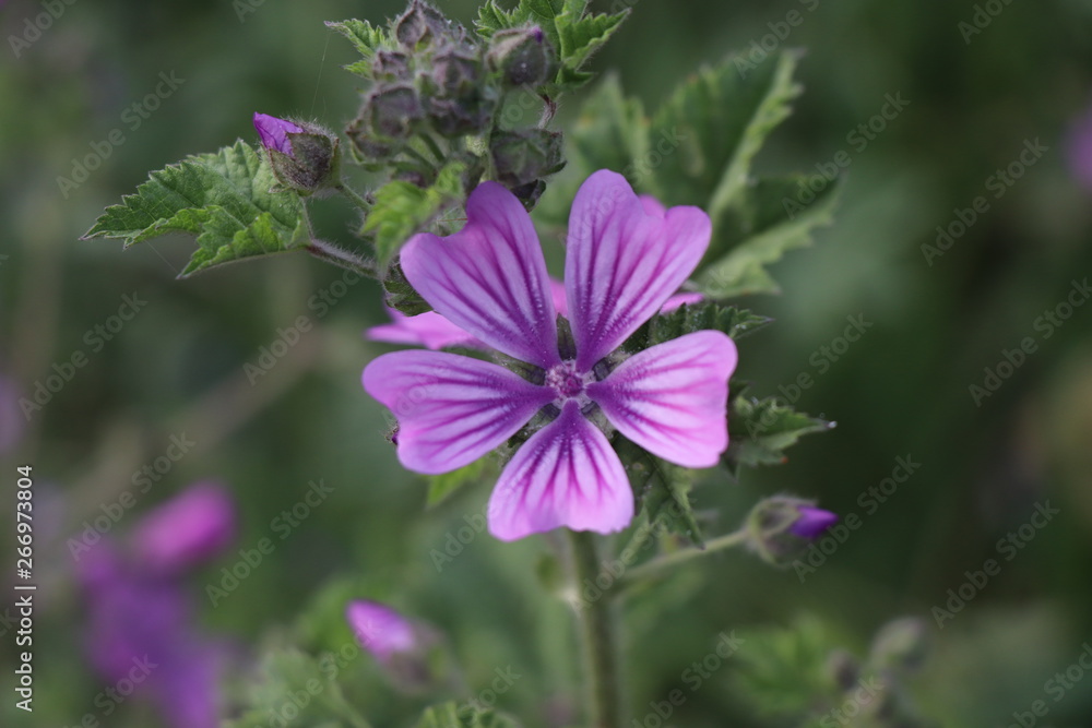 purple flower in nature