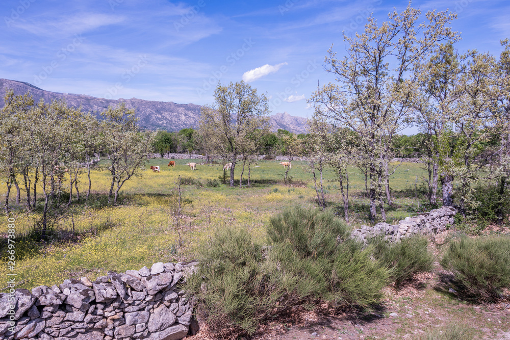 spring landscape in the sierra of guadarrama. madrid spain spring landscape in the sierra of guadarrama. madrid spain