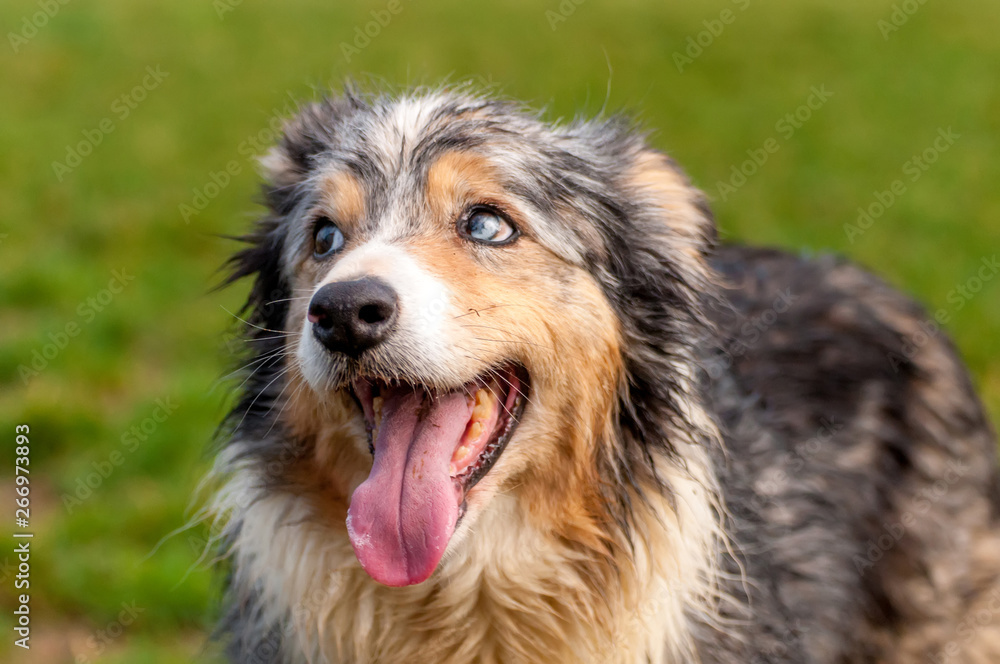 Portrait of a border collie dog