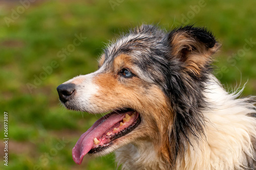 Portrait of a border collie dog © nordantin