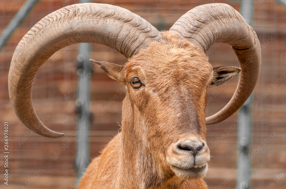Portrait of a barbary sheep in a zoo Portrait of a barbary sheep in a zoo