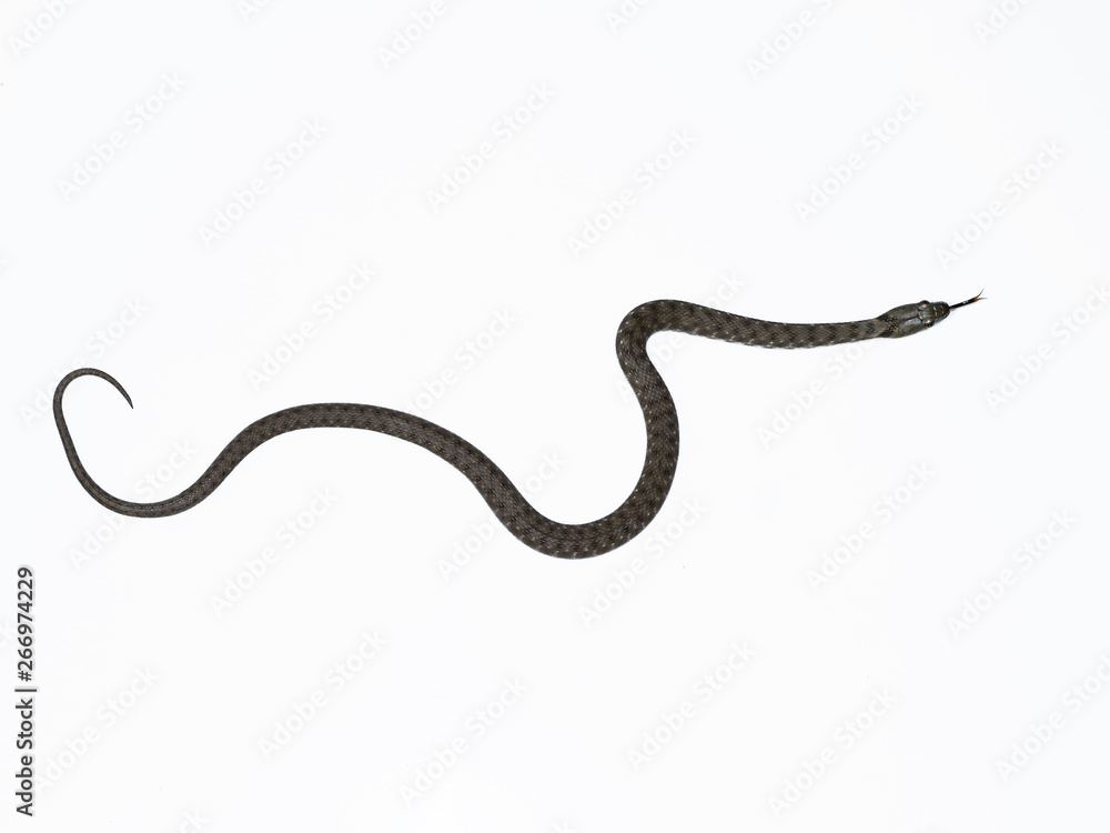 Dice snake, Natrix tessellata Dice snake, Natrix tessellata