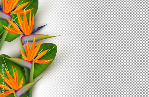Bird of paradise flower 3d transparent background