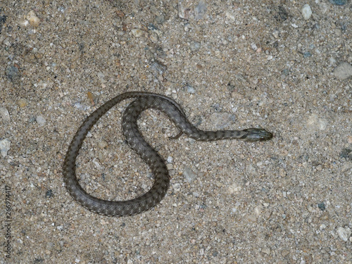 Dice snake, Natrix tessellata