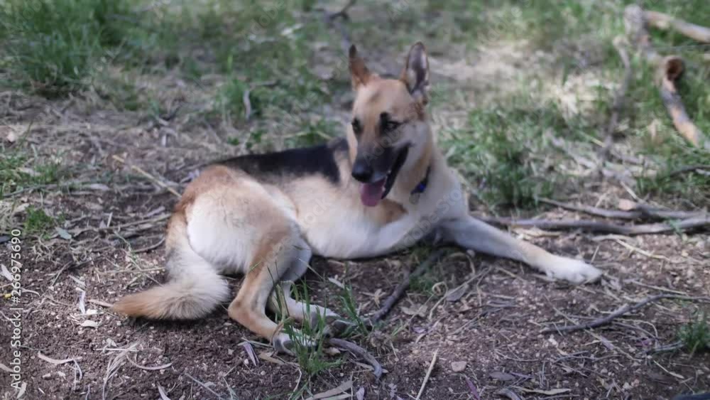 Three legged disabled dog lies down in the shadow and rest Three legged disabled dog lies down in the shadow and rest