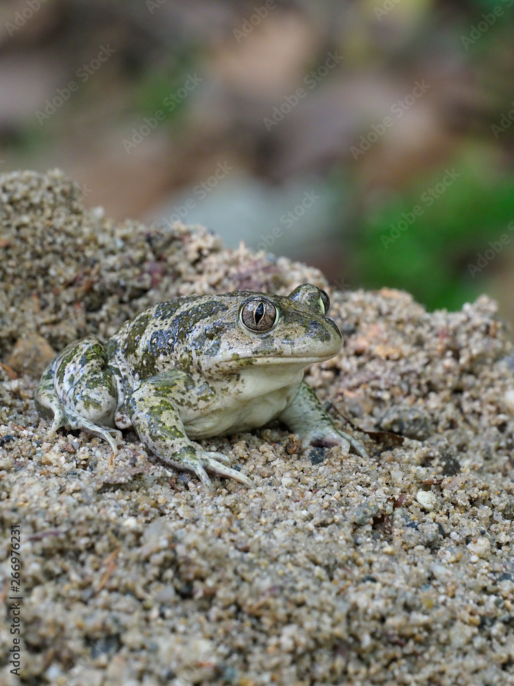 Eastern spadefoot toad, Scaphiopus holbrookii Eastern spadefoot toad, Scaphiopus holbrookii