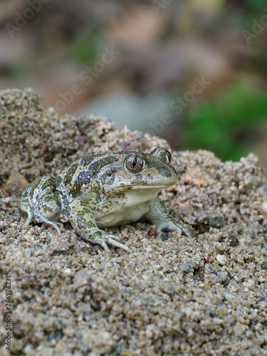 Eastern spadefoot toad, Scaphiopus holbrookii