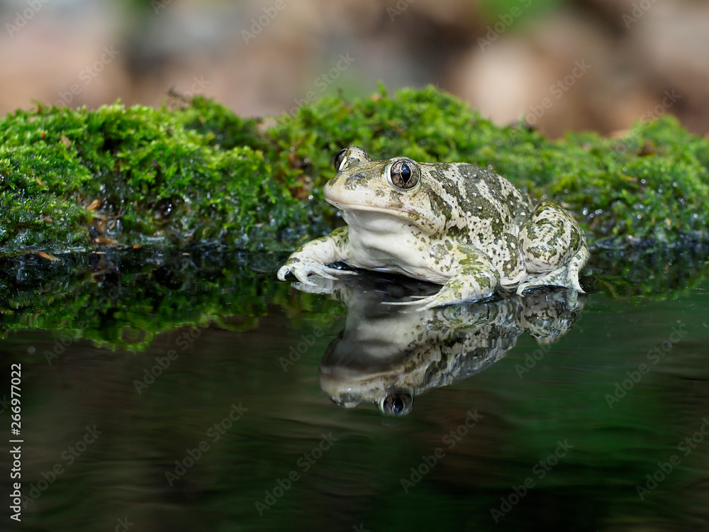 Obraz premium Eastern spadefoot toad, Scaphiopus holbrookii