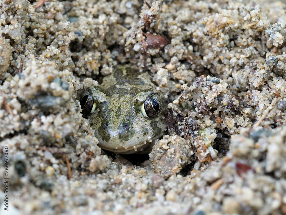 Eastern spadefoot toad, Scaphiopus holbrookii Eastern spadefoot toad, Scaphiopus holbrookii